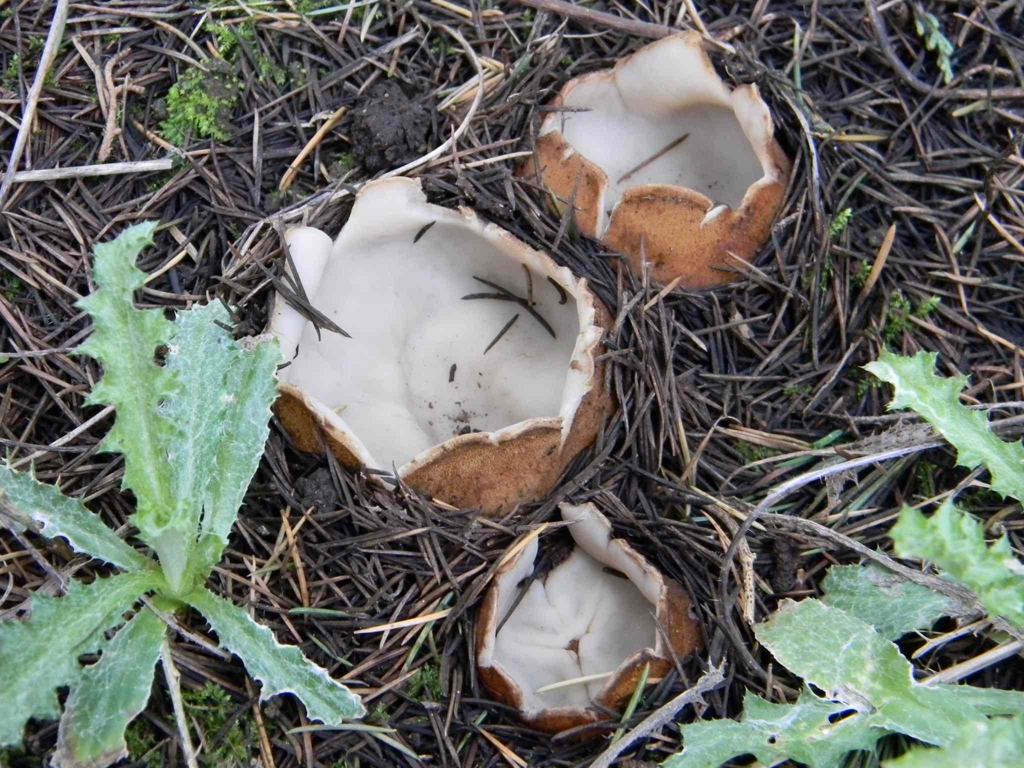 1922 Febbraio vecchio ritrovamento